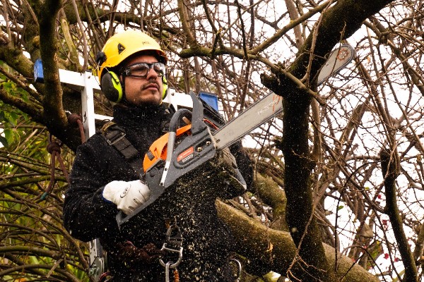 mantencion-de-areas-verdes